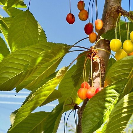 Eco House Summer Garden Kaji-Say Εξωτερικό φωτογραφία