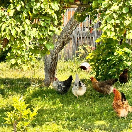 Eco House Summer Garden Kaji-Say Εξωτερικό φωτογραφία