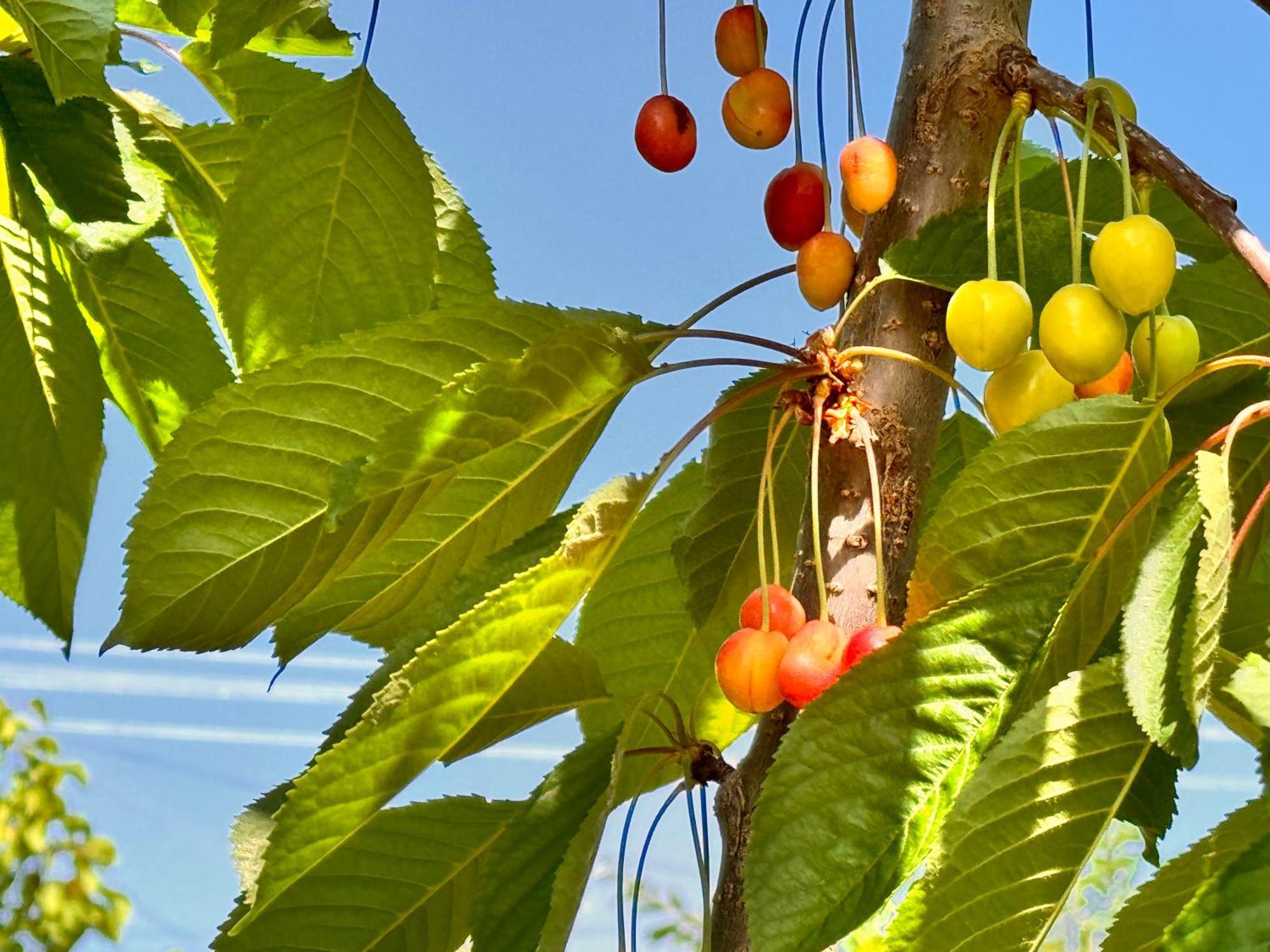 Eco House Summer Garden Kaji-Say Εξωτερικό φωτογραφία