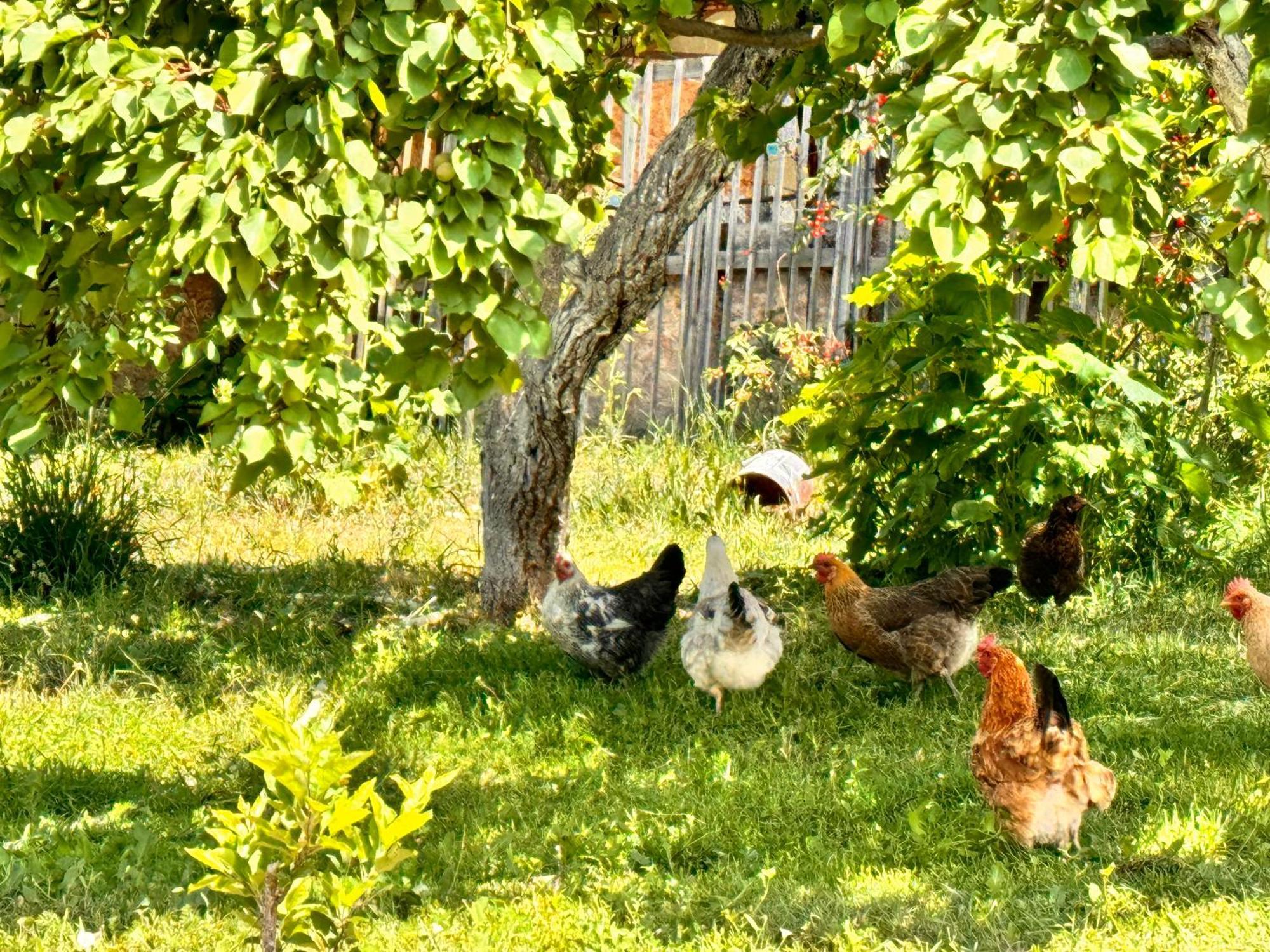 Eco House Summer Garden Kaji-Say Εξωτερικό φωτογραφία