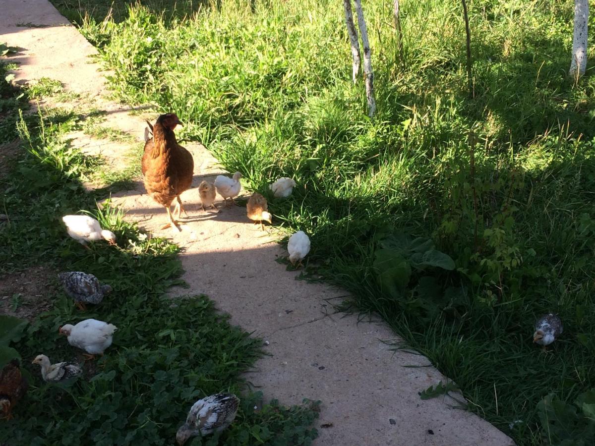 Eco House Summer Garden Kaji-Say Εξωτερικό φωτογραφία